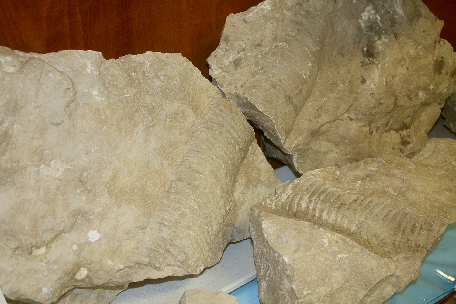 fossil pieces on display at Mayville State.jpg