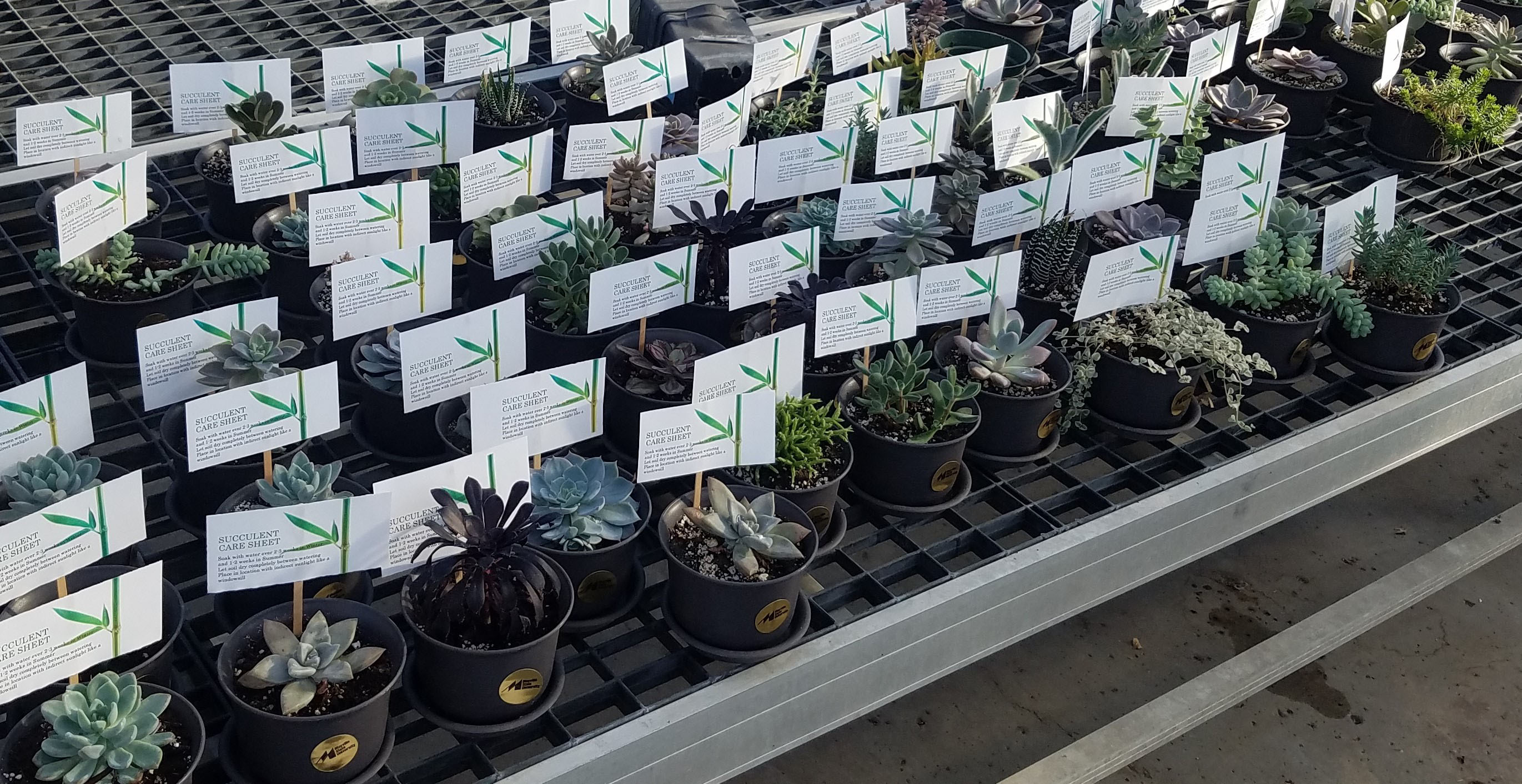 Science Club Succulents 2.jpg